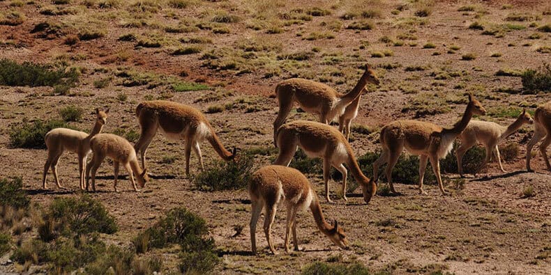 canon de colca alpacas