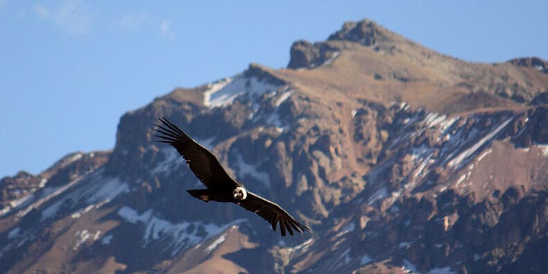 canon de colca condor