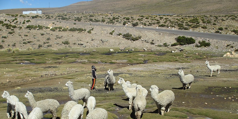 chivay arequipa peru