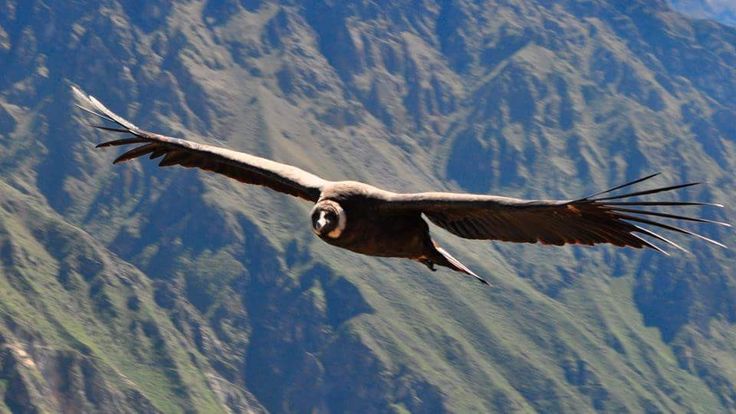 Como ir de Cusco para Arequipa - colca condor